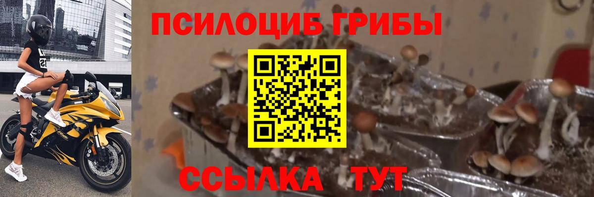 Галлюциногенные грибы Cubensis  Вход с VPN  Калач-на-Дону 